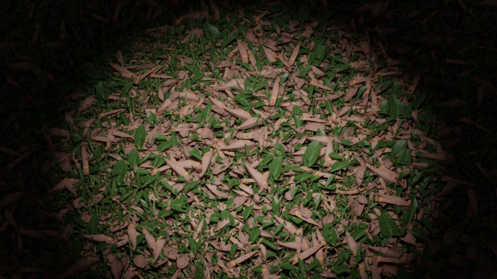 Grass_simulation